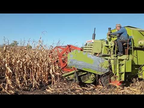 Видео: Косим кукурузу мини комбайном  CLAAS 2021