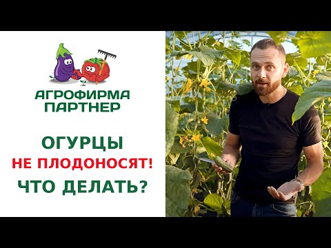 Видео: ОГУРЦЫ НЕ ПЛОДОНОСЯТ! ЧТО ДЕЛАТЬ?