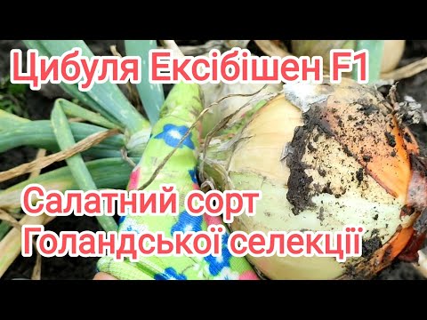 Видео: Цибуля Ексібішен виросла, вибираємо. Від посіву розсади до збору врожаю в одному відео.