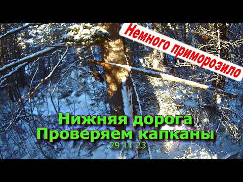 Видео: Нижняя дорога Проверяем капканы 29 11 23