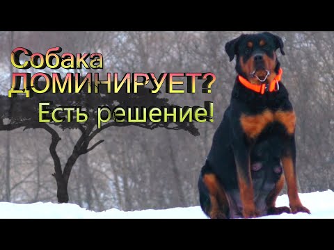 Видео: 5 Пунктов Воспитания собаки. Собака Вас не слушается? Убираем гиперактивность и возбудимость.