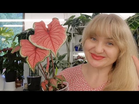 Видео: 🍀НОВЫЕ РАСТЕНИЯ, РАСТИТЕЛЬНЫЕ НОВОСТИ, БОЛТАЛКА 🍀