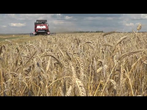 Видео: ОАО "Парохонское": будем и с хлебом, и с песнями. "Подробности" 29.07.2022 г.