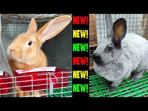 Видео: НОВЫЕ ПОРОДЫ КРОЛИКОВ: БУРГУНДЦЫ И СЕРЕБРО