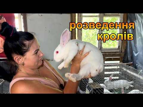 Видео: Розведення кролів в домашніх умовах. Парування кроликів