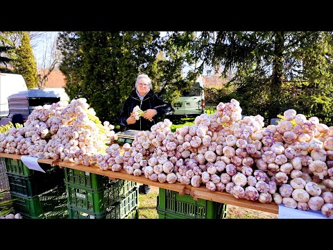 Видео: Знакомство с Редгоштьским рынком. Вкус чешской культуры.