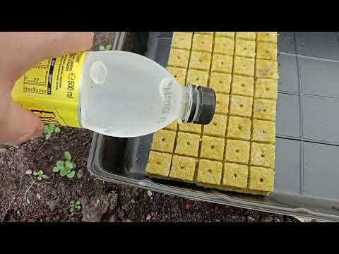 Видео: Как се отглежда разсад в тъкани кубчета? Стъпка по стъпка!