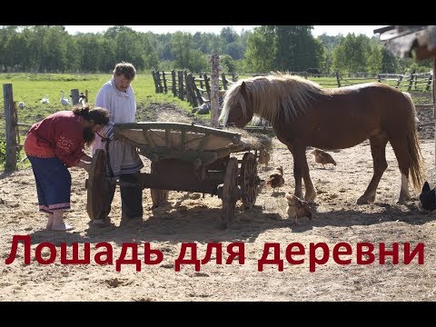 Видео: Лошадь для деревни.