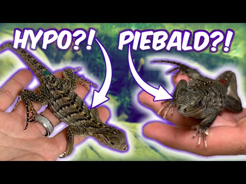 Видео: Самые РЕДКИЕ игуаны Льюиси, которых мы когда-либо видели!!!