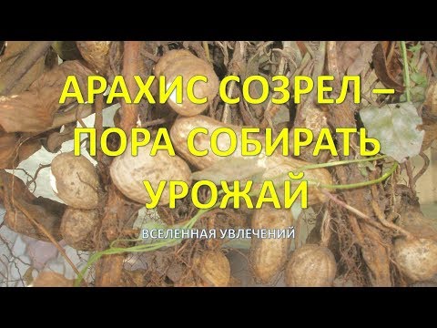 Видео: когда собирать арахис .vselennaya uvlesheniy