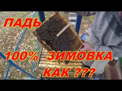 Видео: Перга и 100% Зимовка пчел на падевом меде. Как?