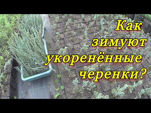 Видео: Как зимуют укоренённые черенки декоративных растений?