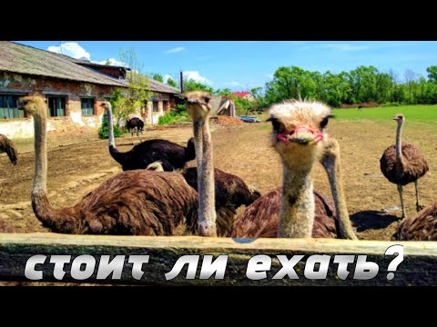 Видео: стоит ли ехать на страусиную ферму и музей?