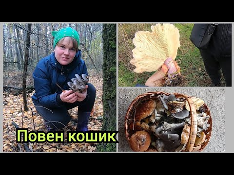 Видео: В ліс після дощу,а там грибне асорті .Полтавщина 