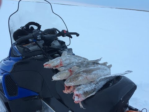 Видео: КАК ЛОВЯТ НАЛИМА НА СЕВЕРЕ. Супер способ.