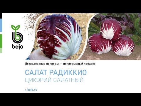 Видео: Салат Радиккио