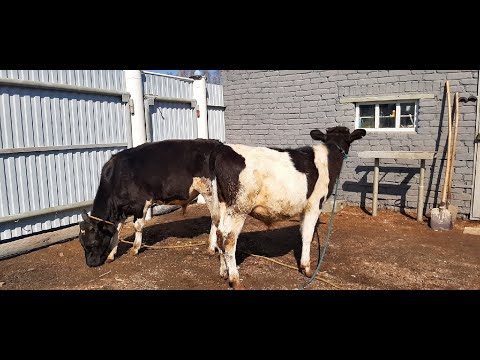 Видео: Покупка быков на откорм. Купили бычков. Ильгиз Шамратов.