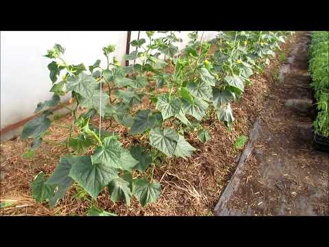 Видео: У Вас остановился в росте огурец  - "завершился"? ...не беда , немного работы и ...