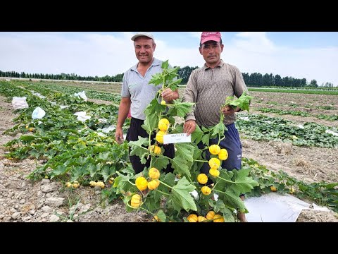 Видео: Ошқовоқ экиш технологияси: Ваниҳоят МАТИЗИМИЗ харидорлар томон йўлга чиқди! (Squash Matiz F1-Sakata)
