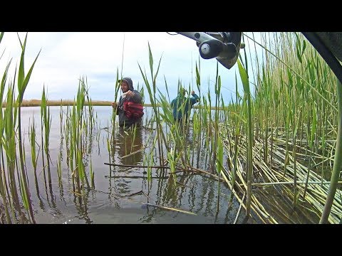 Видео: Суровая РЫБАЛКА на ВОЛГЕ! Взабродку на СУДАКА