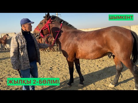 Видео: ЖЫЛҚЫ 2-БӨЛІМІ 15.10.25ж
