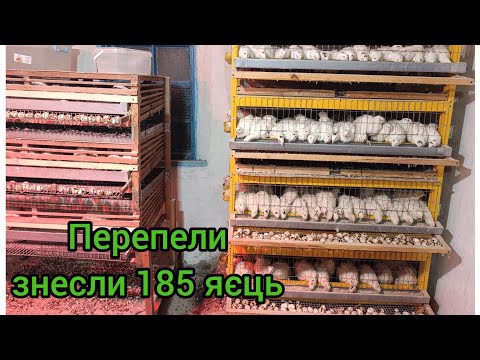 Видео: Перепели Техаські знесли 185шт. Перепелам сьогодні 28 днів.