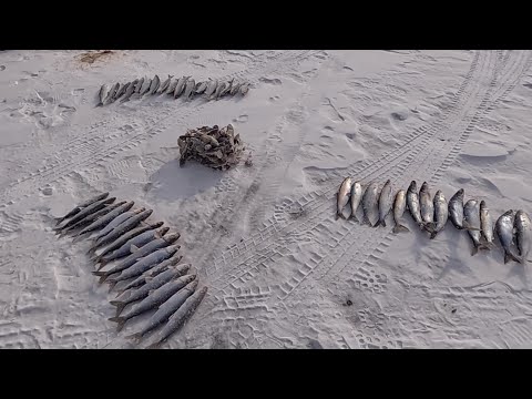 Видео: Много омуля не бывает 20.02.2022