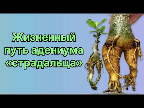 Видео: Почему не растет адениум? Ему шесть лет, а он такой маленький. Причины есть. 19 апреля 2024 г.