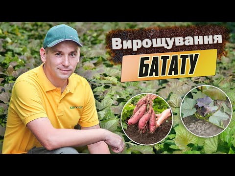 Видео: Вирощування батату