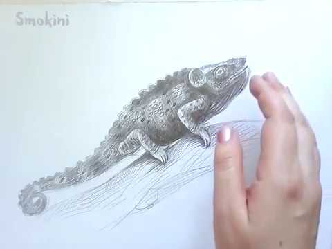 Видео: Рисуване на Хамелеон с Молив / Таймлапс на рисуване / Уроци по Рисуване/ Смокини