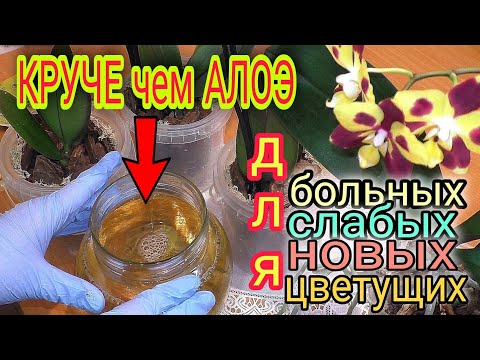 Видео: 💯% Как легко адаптировать орхидею☝️ Из сырости в крупную кору 🤔 Первый полив