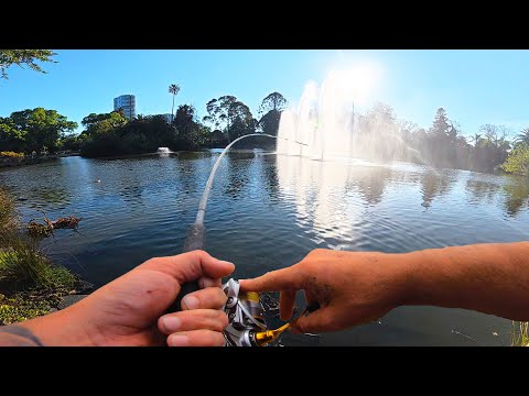 Видео: Это озеро в Австралии кишит инвазивными рыбами