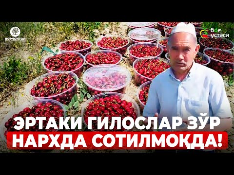 Видео: НАМАНГАНДА ГИЛОСЛАР ПИШДИ! КАЛИБРИГА БАҲО БЕРИНГ! | ШУҲРАТ АБРОРОВ #shuhratabrorov #gilos #terim #uz