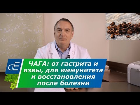 Видео: ЧАГА от ГАСТРИТА и язвы желудка, при онкологии ?, для ИММУНИТЕТА и восстановления после болезни.