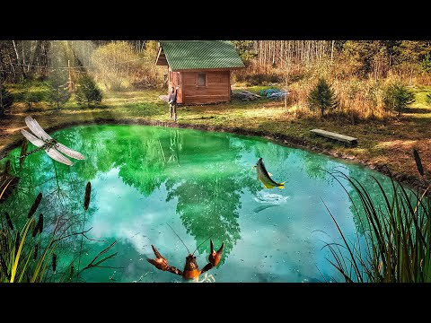 Видео: ВОТ ЧТО СЛУЧИЛОСЬ С ПРУДОМ В ЛЕСУ ЗА ТРИ МЕСЯЦА? СВОЙ ВОДОЕМ С РАКАМИ и РЫБОЙ | ТАЕЖНЫЙ ДВОР