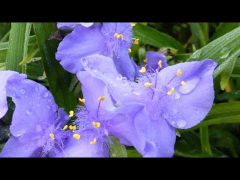 Видео: ТРАДЕСКАНЦИЯ САДОВАЯ - трогательная простушка.