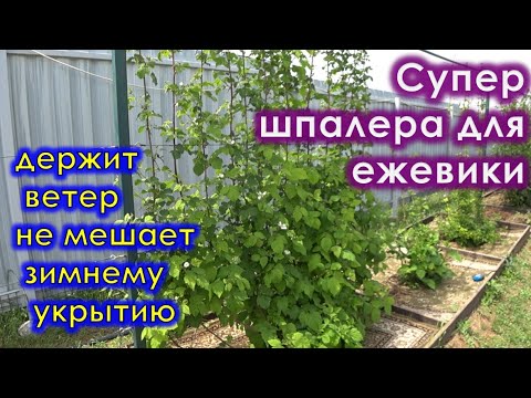 Видео: Супер удобная шпалера для ежевики, выдержит ветер, не мешает укрытию