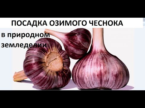 Видео: Посадка озимого чеснока в природном земледелии.