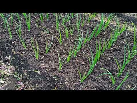 Видео: чем подкормить лук чтобы получить хороший урожай