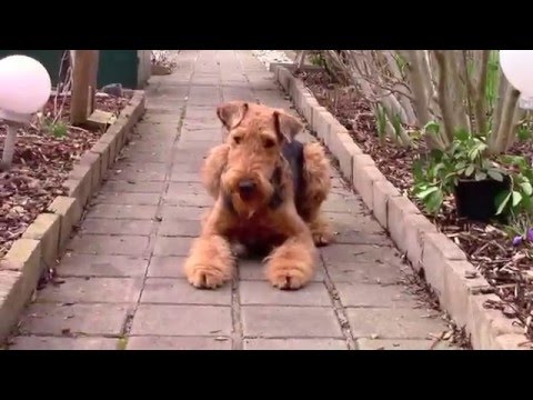 Видео: Собаки эрдельтерьер и колли гуляют + ярмарка Домашние животные