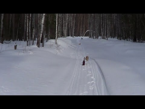 Видео: ЗАКРЫЛ КАПКАНЫ НА КУНИЦУ / ПРОДОЛЖАЮ ОХОТУ НА ВОЛКА. Сезон 24-25г.