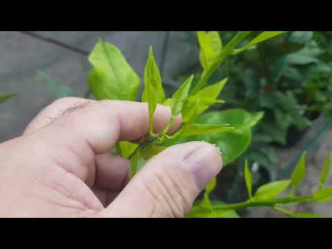 Видео: Мучнистый червец. Проблема, но небольшая и решать её надо сразу.