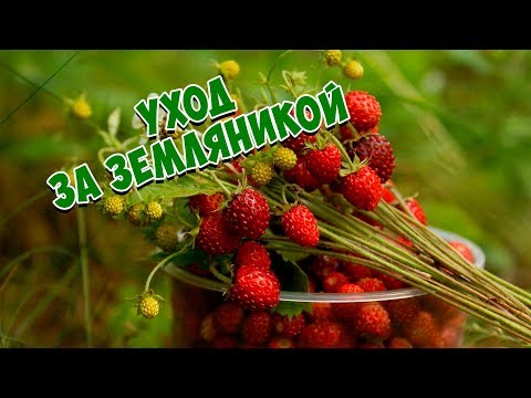 Видео: Уход за садовой земляникой 🍓 Земляника После сбора урожая 🍓