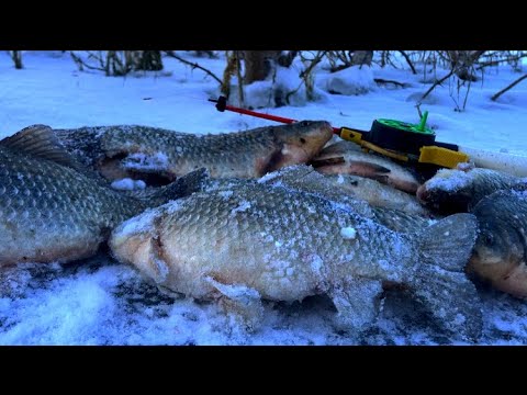 Видео: Мужик у тебя удочку поперло!!!Карась батон на зимнюю удочку!Первый лёд 2024-2025!