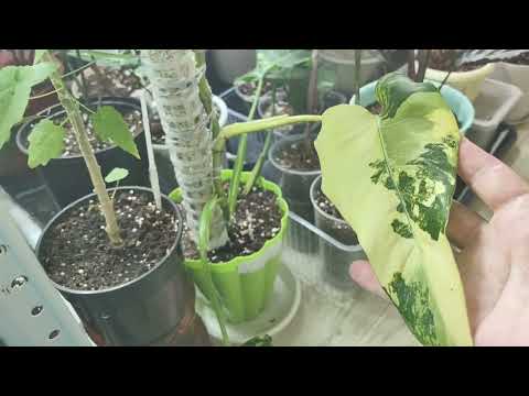 Видео: Полив за 5мин! Не падайте в обморок. ☘️🤗🌿#комнатныерастения #поливрастений #цветы