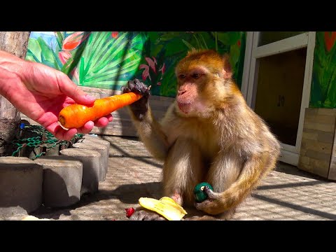 Видео: Monkey//Обезьяна живет с семьей 4 года. 10 минут из жизни домашней макаки