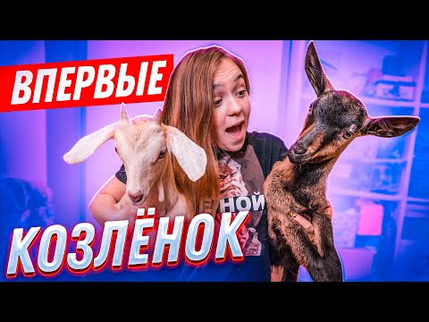 Видео: ВПЕРВЫЕ - КОЗЛЯТА ДОМА // UNO - Little Big CHALLENGE