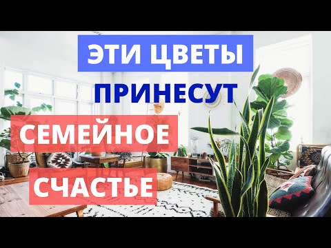 Видео: Цветы Для Семейного Счастья | Как правильно выбрать комнатное растение