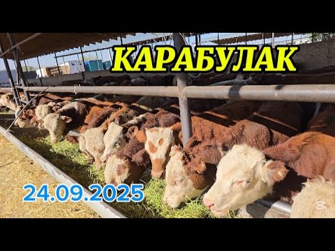 Видео: ІРІ ҚАРА БАҒАСЫ / КАРАБУЛАК МАЛ БАЗАР
