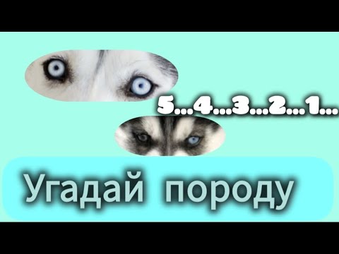 Видео: УГАДАЙ ПОРОДУ СОБАКИ ПО ЕЁ ГЛАЗАМ УРОВЕНЬ ЛЁГКИЙ/ УГАДАЙ СОБАКУ ПО ЧАСТИ ТЕЛА